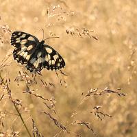 Marbled White wideangle 5 OLYMPUS DIGITAL CAMERA